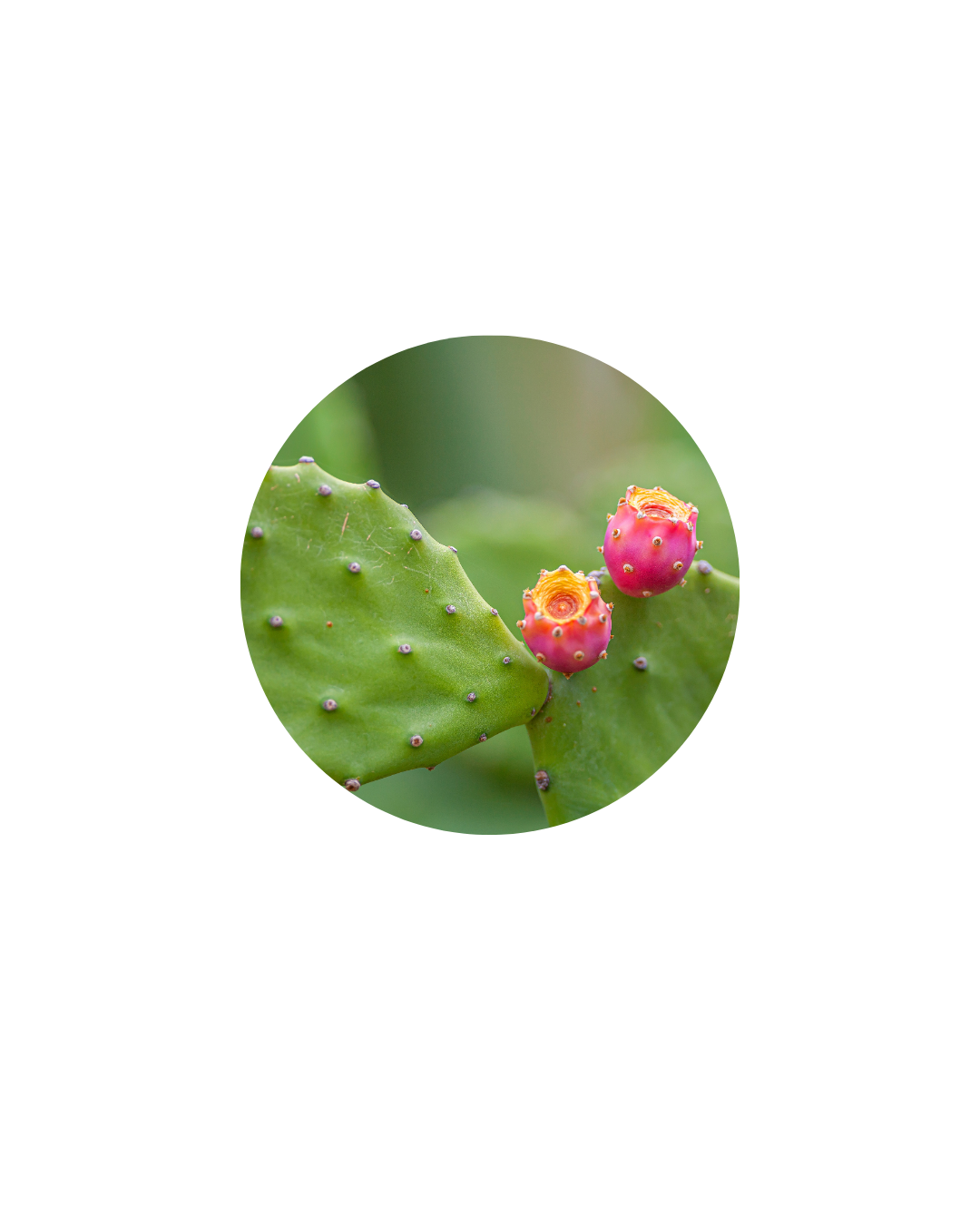Prickly Pear Extract&nbsp;