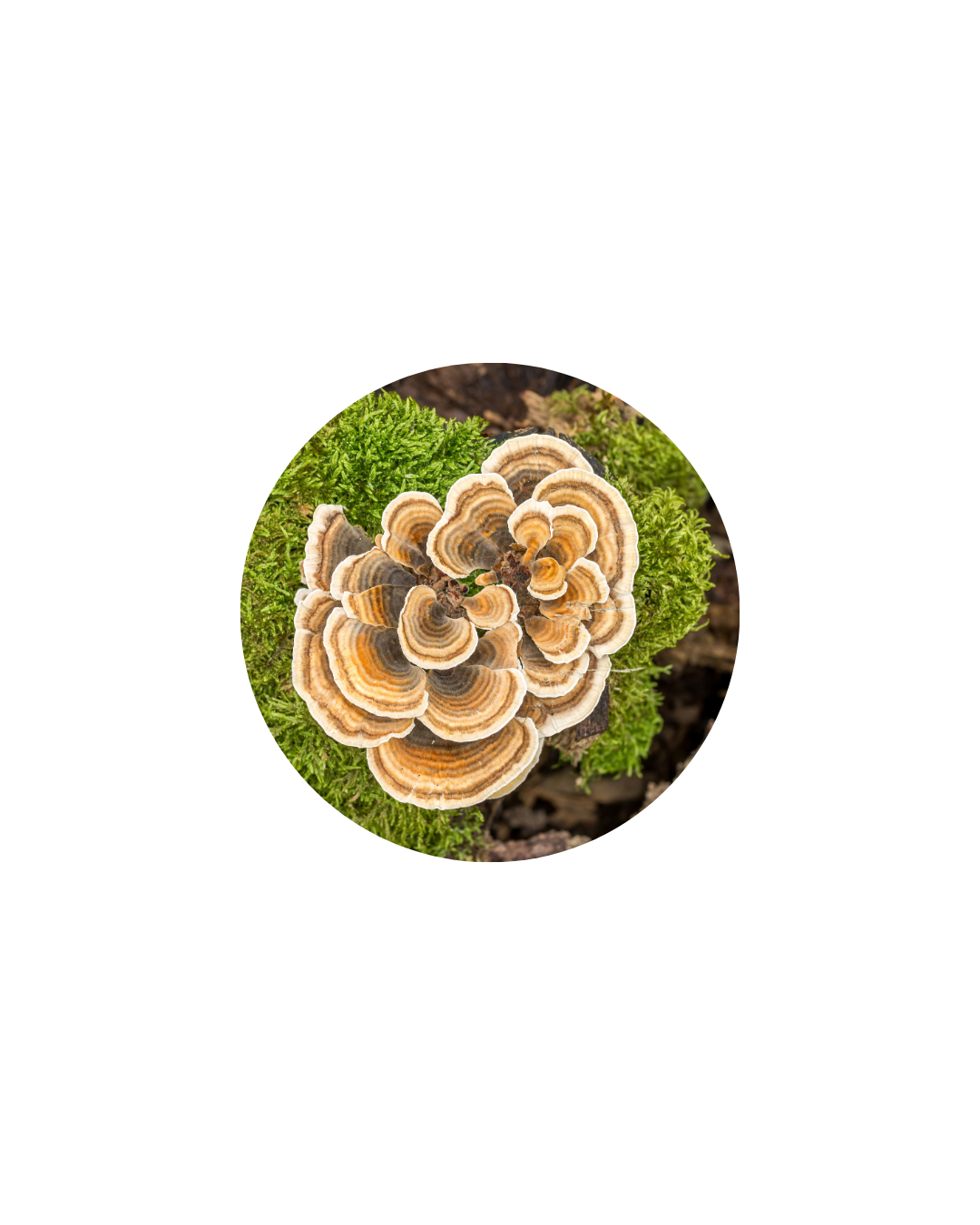 Chamomile + Mushroom